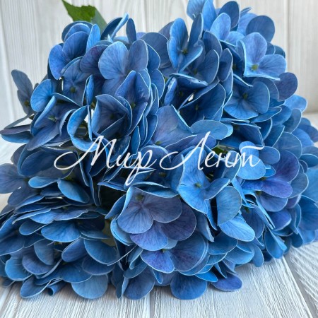 Гортензия латексная (С30056), 46 см, голубая, шт.