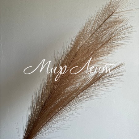 Кортадерия маленькая (штучная), 70 см, кофейная, шт.