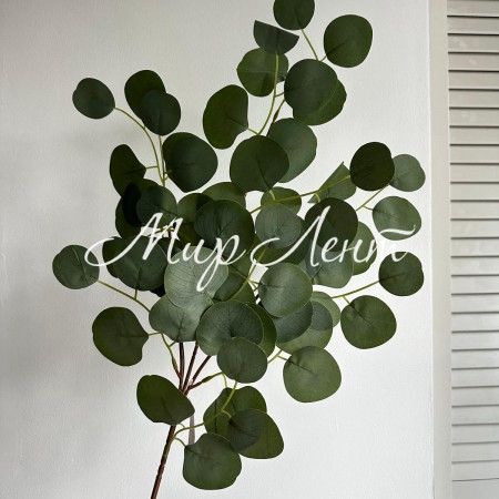 Эвкалипт свисающий (средний), 65 см, зеленый, шт.