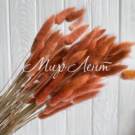 Лагурус стабилизированный, 60 см, оранжевый, упаковка 100 шт. 