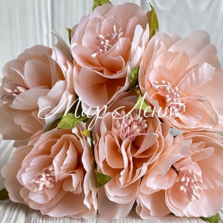 Бегонія королівська, 5 см, персикова, упаковка 30 шт.