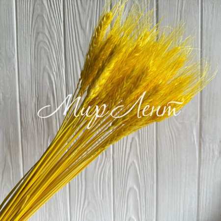 Колоски стабілізовані, 60 см, жовті, упаковка 30 шт.