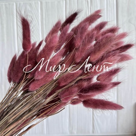 Лагурус стабилизированный, 60 см, пудрово-бордовый, упаковка 100 шт. 