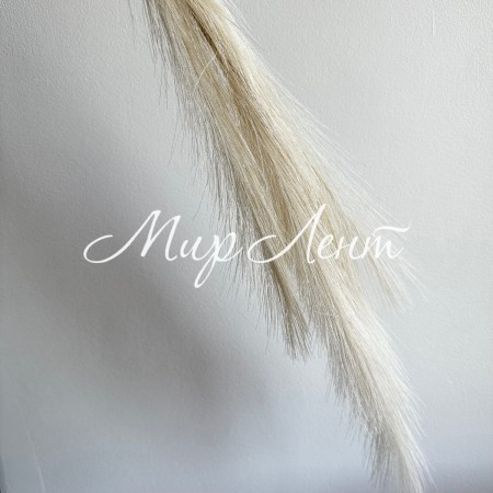 Кортадерия маленькая (штучная), 70 см, молочная, шт.