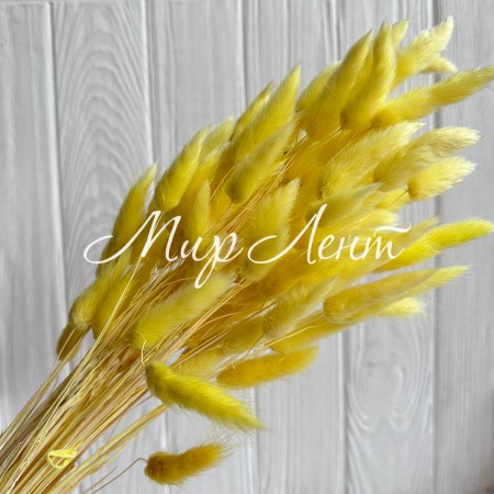 Лагурус стабилизированный, 60 см, желтый, упаковка 100 шт. 