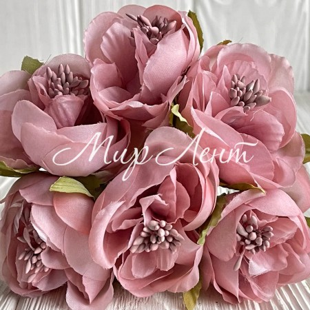 Бегонія, 5х12 см, пудрова, упаковка 30 шт.