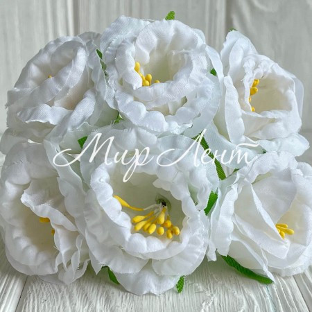 Глоксиния, 4,5 см, белый, упаковка 36 шт.