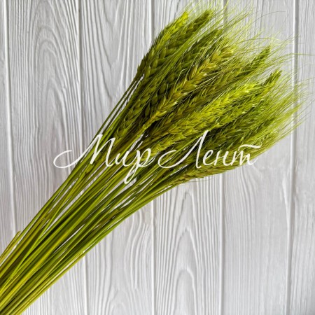 Колоски стабілізовані, 60 см, оливкові, упаковка 30 шт.