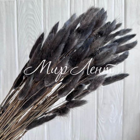 Лагурус стабілізований, 60 см, графітовий, упаковка 100 шт.