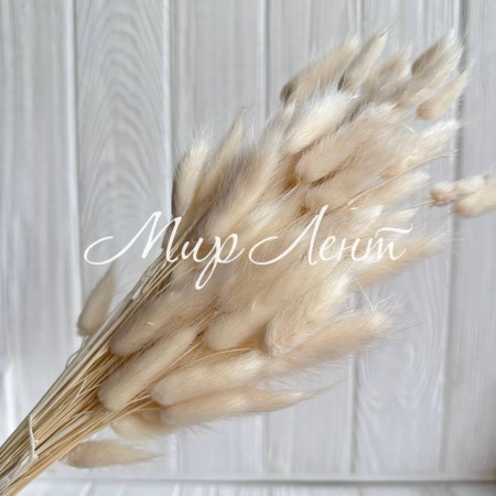 Лагурус стабілізований, 60 см, молочний, упаковка 100 шт.