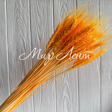 Колоски стабилизированные, 60 см, оранжевые, упаковка 30 шт.