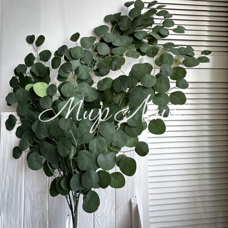 Евкаліпт звисаючий, 133 см, зелений, шт.