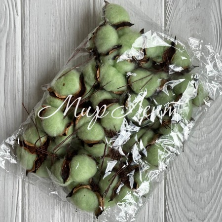 Хлопок стабилизированный (коробочка), 5-6 см, светло-зеленый, упаковка 20 шт.