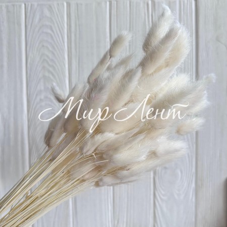 Лагурус стабілізований, 60 см, айворі, упаковка 100 шт.