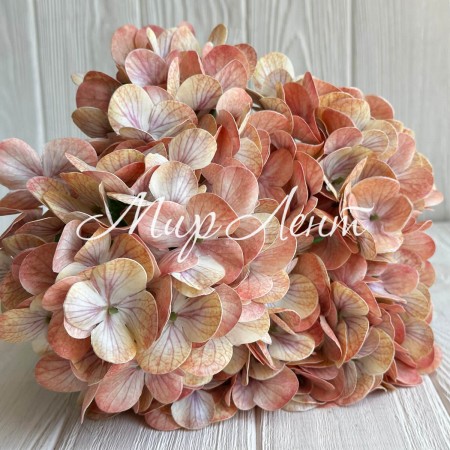 Гортензия латексная (С30056), 46 см, капучино, шт.