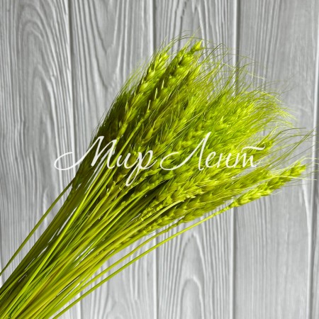 Колоски стабилизированные, 60 см, салатовые, упаковка 30 шт.