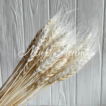 Колоски стабилизированные, 60 см, кремовые, упаковка 30 шт.