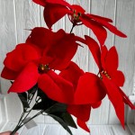 Букет пуансеттии