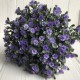 Зелень гіпсофіли (букет), 30 см, фіолетовий, 10 шт.