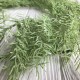 Свисающая ветка аспарагуса, 108 см, светло-зеленый, шт.