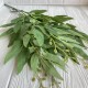 Ветка рускуса декоративная, 58 см, зеленая, шт.