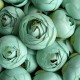 Бутон ранункулюса, 4 см, мятний, упаковка 25 шт. Бутон ранункулюса, 4 см, мятний, упаковка 25 шт.