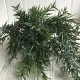 Гілка багульнику, 50 см, темно-зелений, шт.