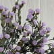 Зелень гіпсофіли, 38 см, ліловий, шт.