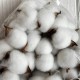 Хлопок стабилизированный (коробочка), 5-6 см, белый, упаковка 20 шт.