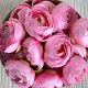 Бутон ранункулюса, 4 см, светло-ярко-розовый, упаковка 25 шт.