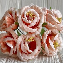 Глоксиния, 4,5 см, персиковый, упаковка 36 шт.