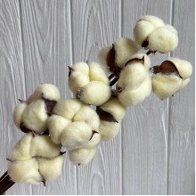 Хлопок стабилизированный на ножке, 38 см, молочный, упаковка 10 шт.