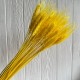 Колоски стабілізовані, 60 см, жовті, упаковка 30 шт.