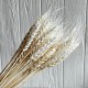 Колоски стабилизированные, 60 см, кремовые, упаковка 30 шт.