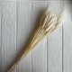Колоски стабилизированные, 60 см, кремовые, упаковка 30 шт.