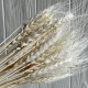 Колоски стабилизированные, 60 см, кремовые, упаковка 30 шт.
