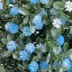 Зелень гіпсофіли (букет), 30 см, блакитний, 10 шт. Зелень гіпсофіли (букет), 30 см, блакитний, 10 шт.