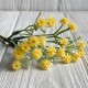 Незабудки, 16 см, желтые, упаковка 60 шт.