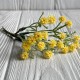 Незабудки, 16 см, желтые, упаковка 60 шт.