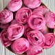 Бутон ранункулюса (пластиковая основа), 4 см, малиново-светло-розовый, упаковка 25 шт.