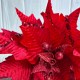 Пуансеттія бархатна (С30262), 26х30 см, червона, шт.