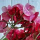 Гортензия (букет), 45 см, кораллово-малиновая, шт.