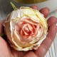 Бутон английской розы, 5-6 см, молочно-персиковая, упаковка 20 шт.
