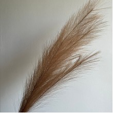 Кортадерия маленькая (штучная), 70 см, кофейная, шт.