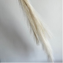 Кортадерия маленькая (штучная), 70 см, молочная, шт.