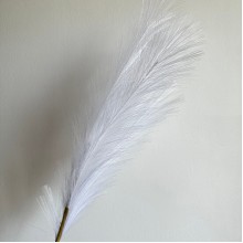 Кортадерия маленькая (штучная), 70 см, белая, шт.