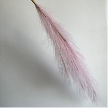 Кортадерия маленькая (штучная), 70 см, светло-розовая, шт.