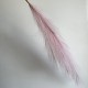 Кортадерия маленькая (штучная), 70 см, светло-розовая, шт.