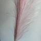 Кортадерия большая (штучная), 105 см, светло-розовая, шт. Кортадерия большая (штучная), 105 см, светло-розовая, шт.