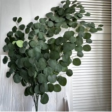 Эвкалипт свисающий, 133 см, зеленый, шт.